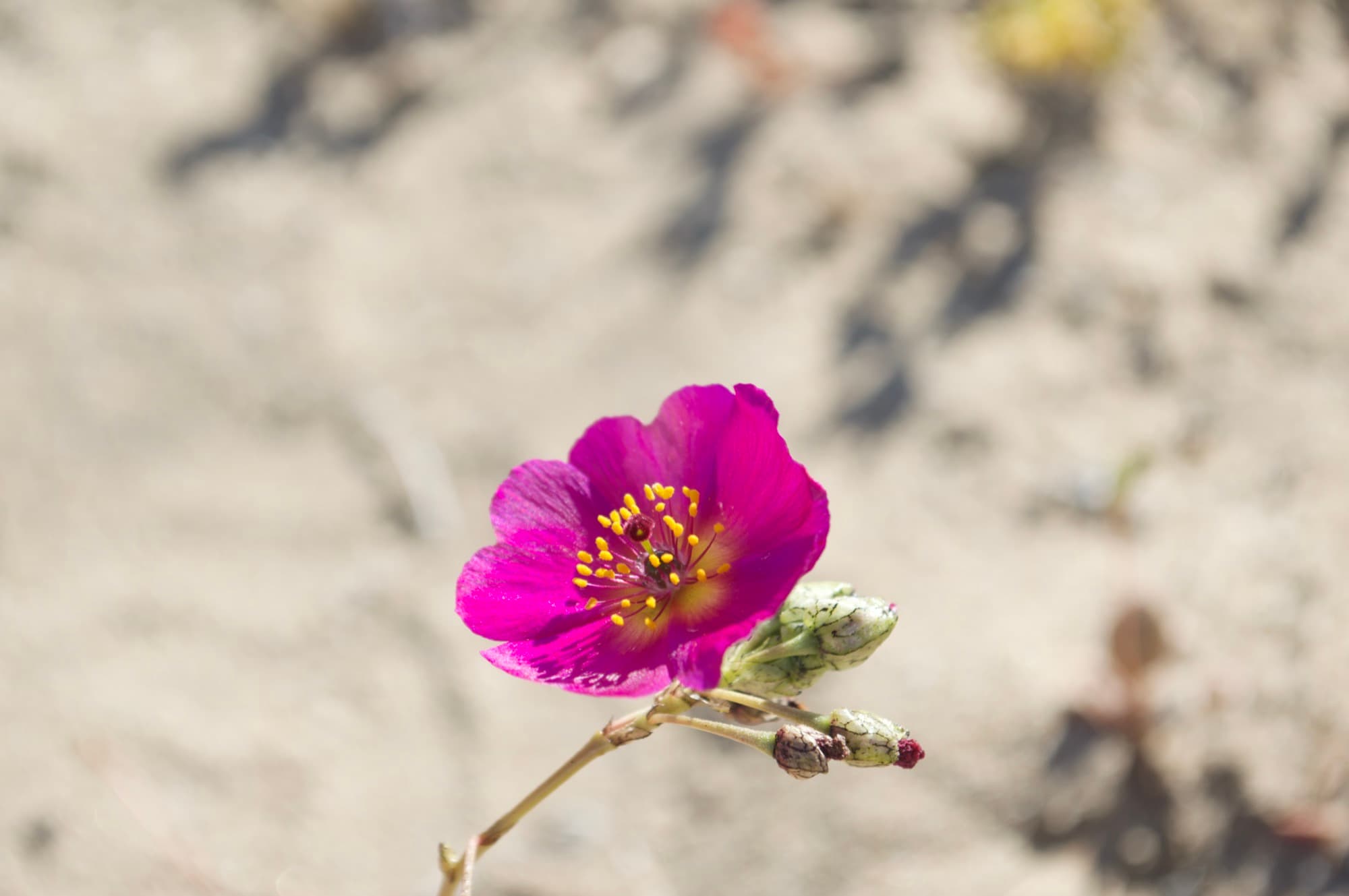 Flor fucsia del desierto florido, sobre la arena del norte de Chile